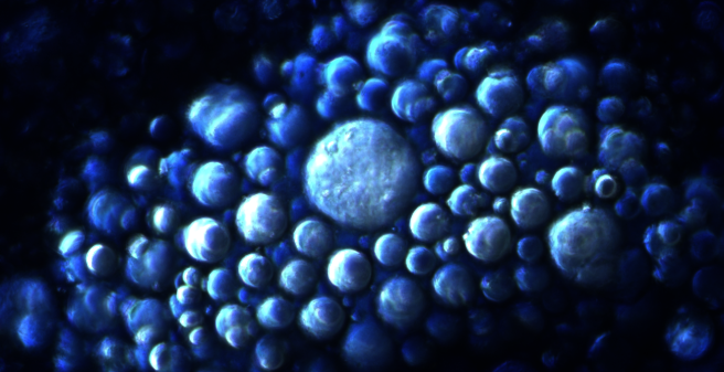 zellularer Lipidstoffwechsel